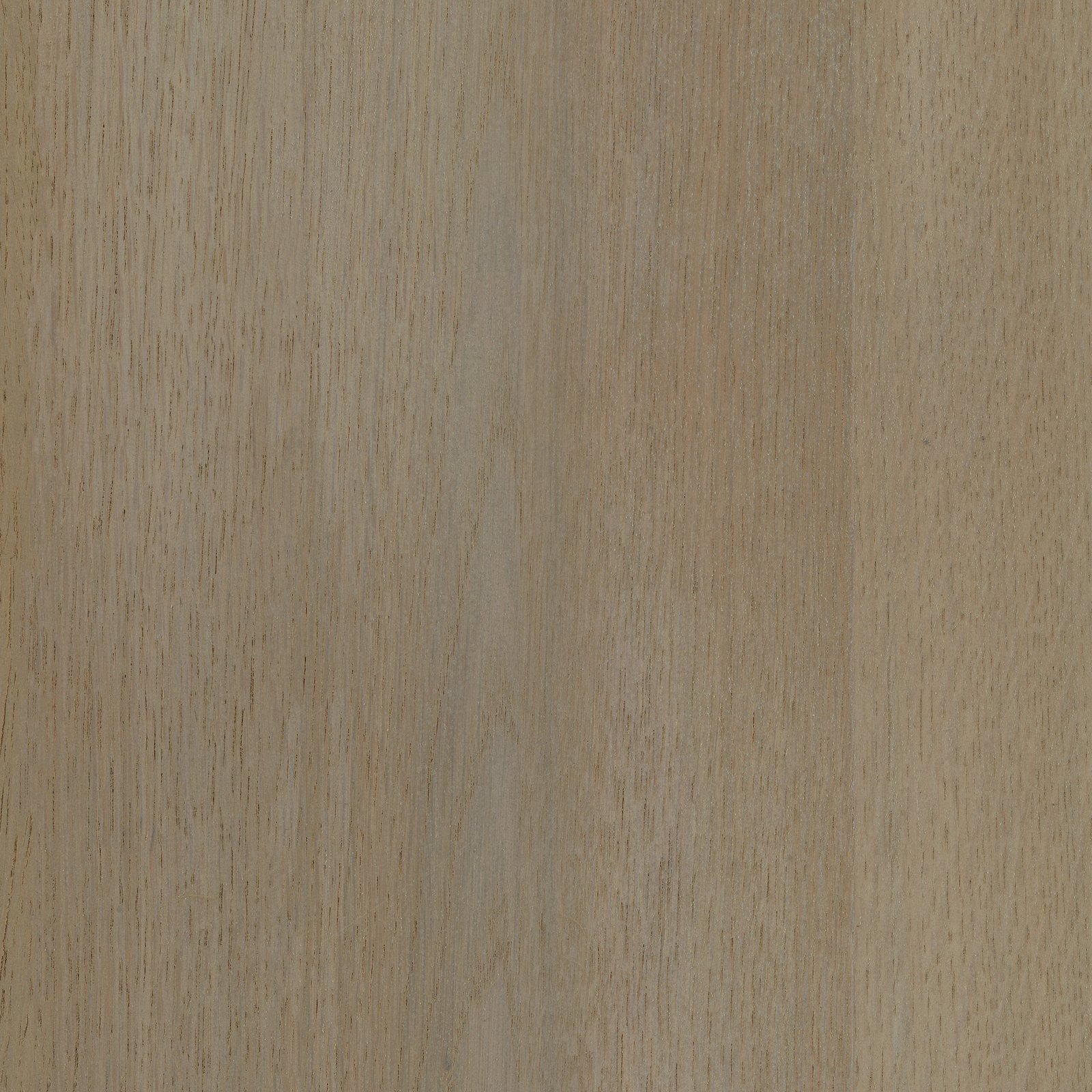 sabat oak French 22-TOUCH